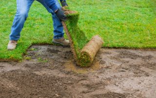How Often Do You Water New Sod? Plus Other Maintenance Tips