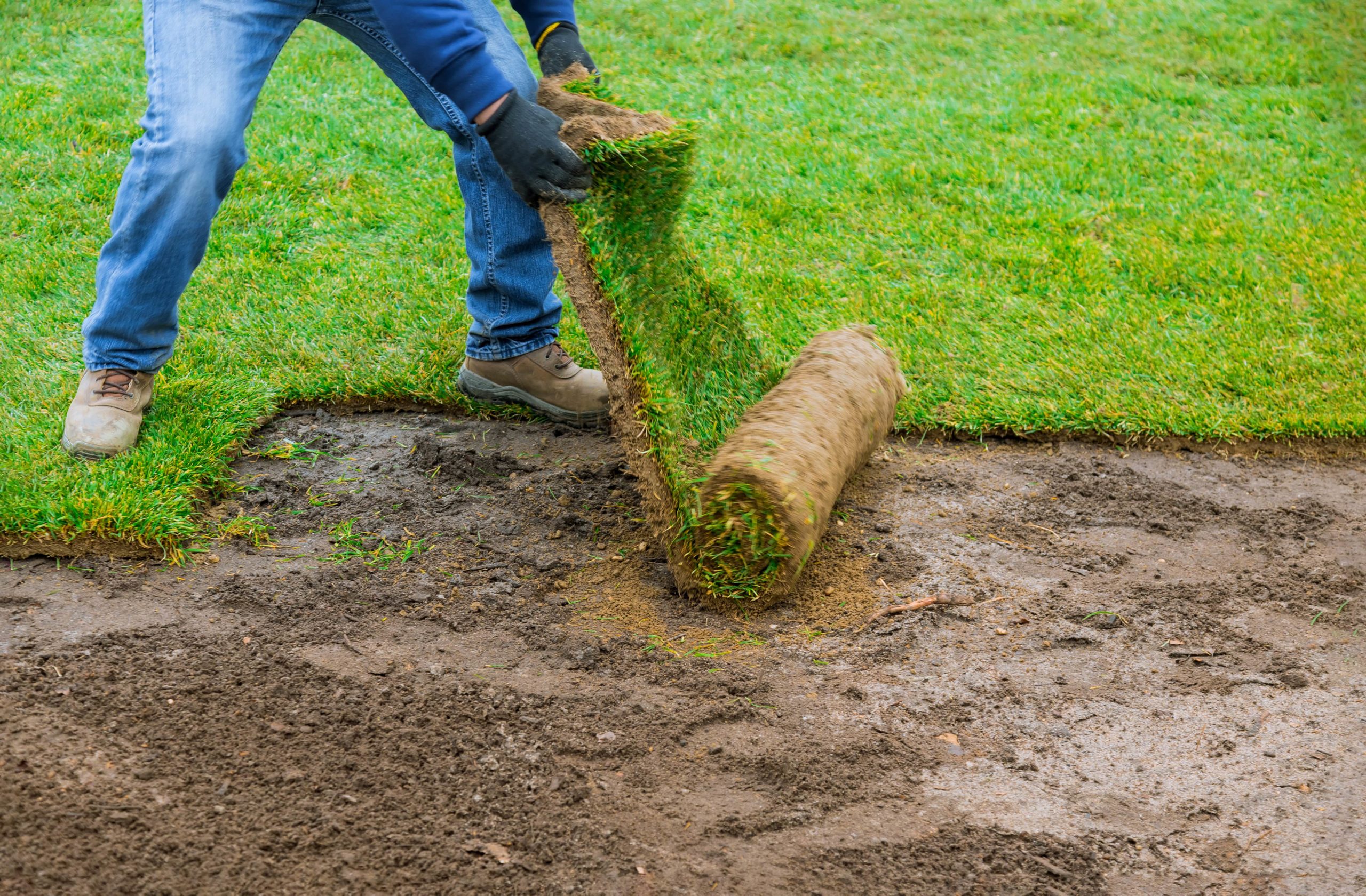 How To Water Care For New Sods Expert Tips Mountview