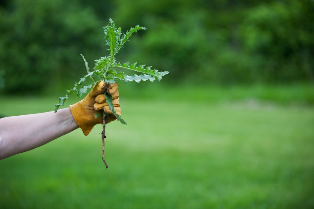 Landscaping your yard