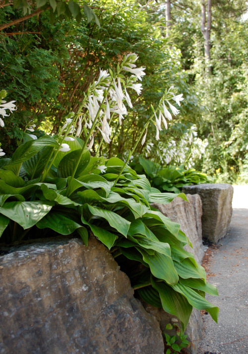 native Canadian plants used in landscaping