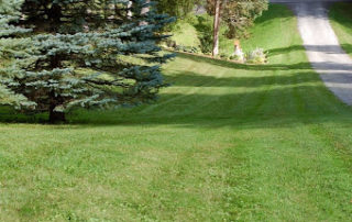 green lawn in Ontario with well cut grass