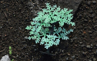 Healthy looking soil with dirt and a green plant