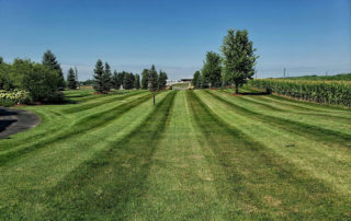 lush green grass