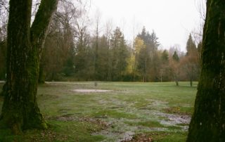 a backyard with drainage issues