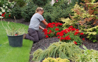 woman taking care of her landscaping